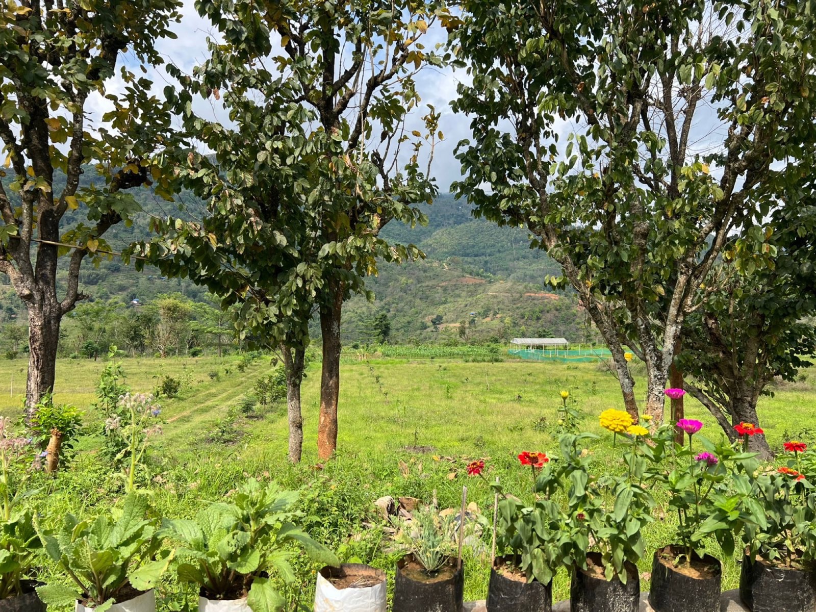 Open cacao farm landscape in Nepal